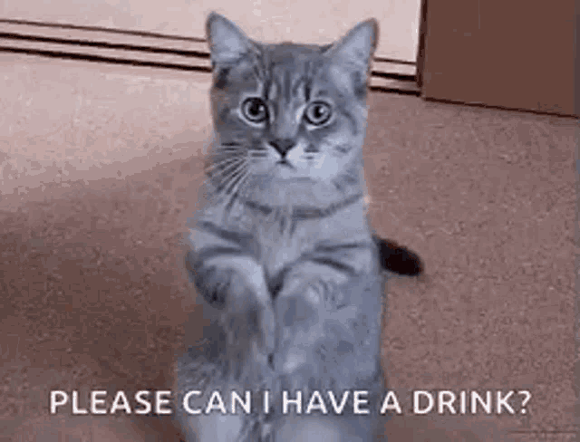 a cat is sitting on its hind legs asking if it can have a drink .