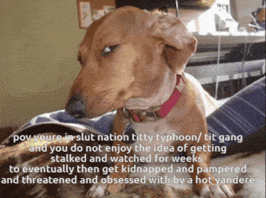a picture of a dog with a caption that says " pov youre in slut nation titty typhoon "