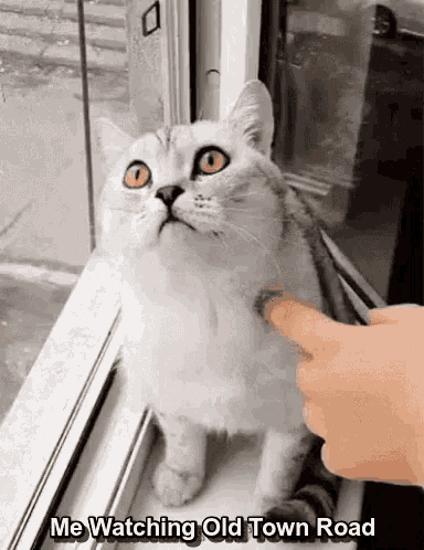 a cat is standing on a window sill looking up at a person .
