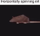 a horizontally spinning rat with a long tail is on a black background .