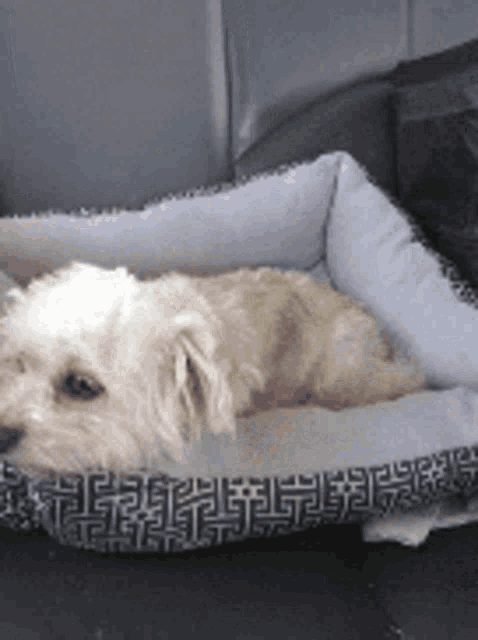 a small dog is laying in a dog bed .