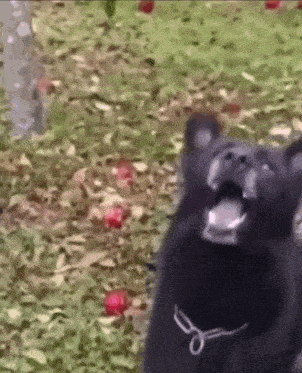 a black cat is standing in the grass with its mouth open and looking at the camera .
