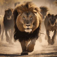 a herd of lions are walking down a dirt road