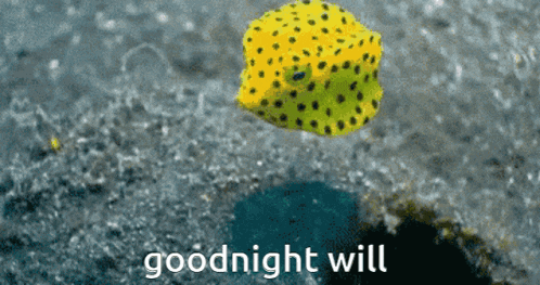 a picture of a fish with the words goodnight will written on it