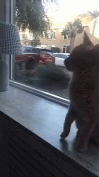 Cat Great GIF - Cat Great High Five GIFs