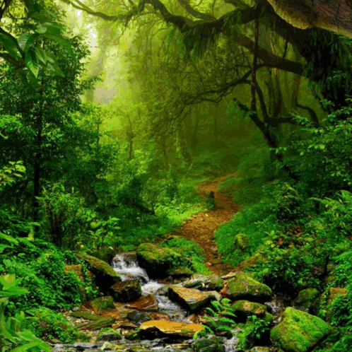 a stream running through a lush green forest with rocks