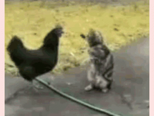 Slap Cat GIF - Slap Cat Chicken GIFs