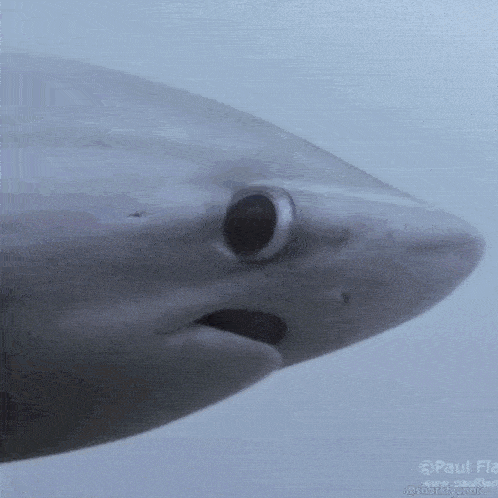 a close up of a shark 's head with its mouth open