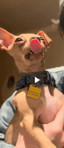 a person is holding a small brown dog with its tongue out