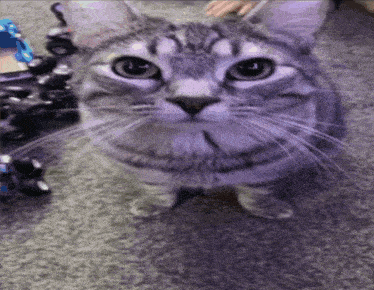a close up of a cat with purple eyes