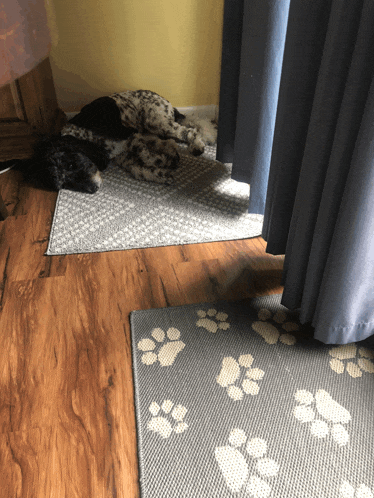 a dog laying on a rug next to a rug with paw prints