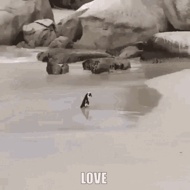 Penguin Love GIF - Penguin Love Cute GIFs