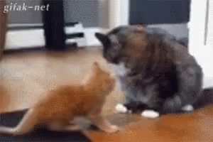 Cat Not Today GIF