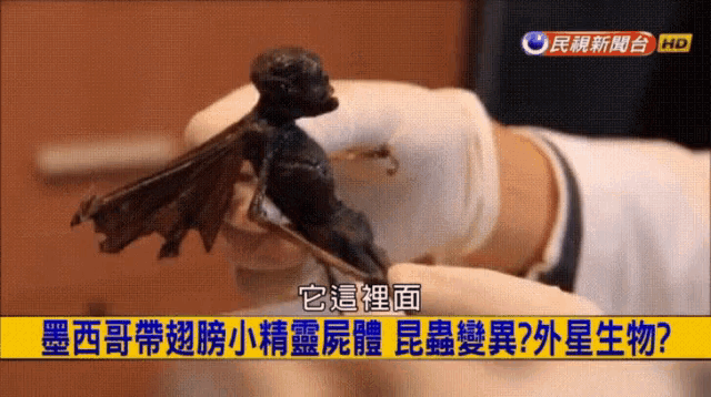 a person is holding a statue of a dragon with chinese writing on the bottom