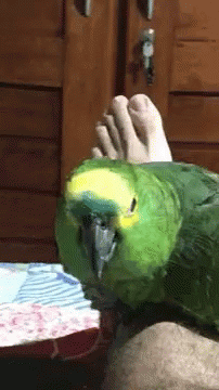 Parrot Stare GIF - Parrot Stare Birds GIFs