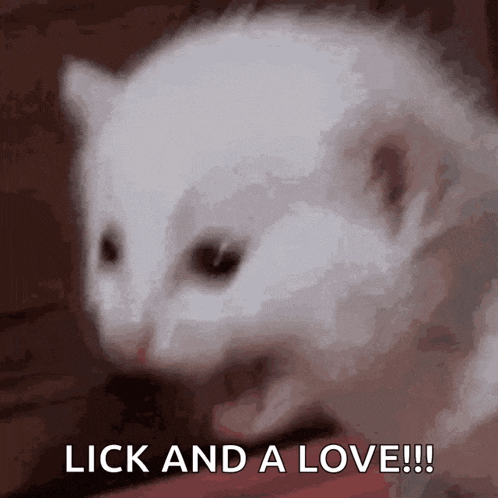 a white cat with the words lick and a love written on it