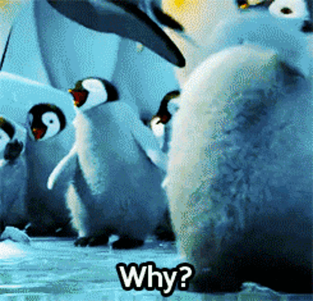 a group of penguins are standing on ice and one of them is asking why