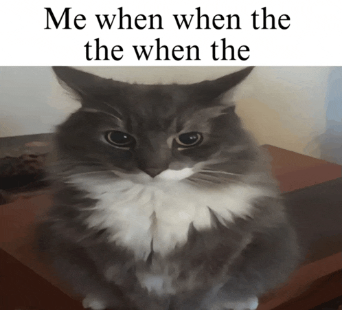 a picture of a cat with the caption " me when when the the when the " above it
