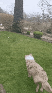 a dog playing with a frisbee in a lush green yard