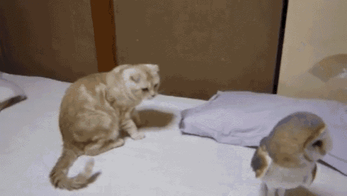 Owl And The Pussycat GIF - Cat Barn Owl Owl GIFs