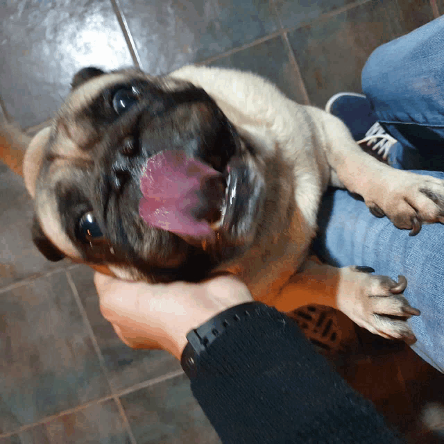 a person is holding a pug dog with its tongue sticking out