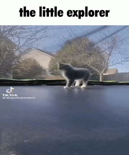 The Explorer Dingus GIF - The Explorer Dingus Dingus Cat GIFs
