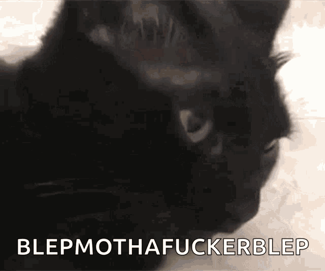 Cat Blep GIF - Cat Blep Tongue GIFs