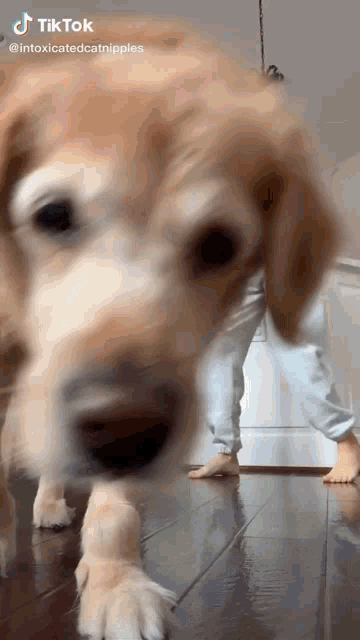 a dog is standing on a wooden floor next to a person 's legs .