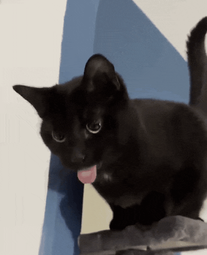 a black cat sticking its tongue out while looking at the camera