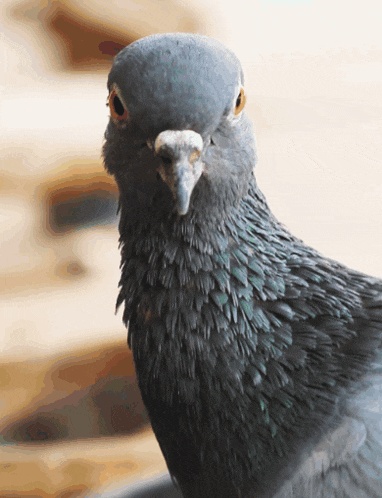 a close up of a pigeon 's face looking at the camera with a blurred background