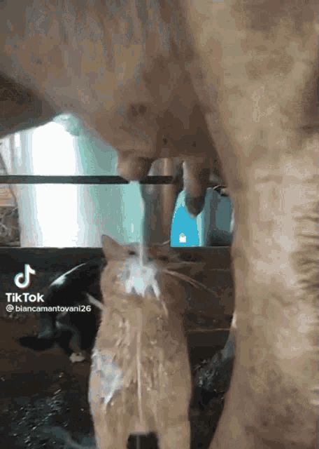 a tiktok video of a cat drinking milk