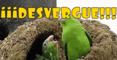 a couple of green birds sitting in a nest with the words desvergue written above them