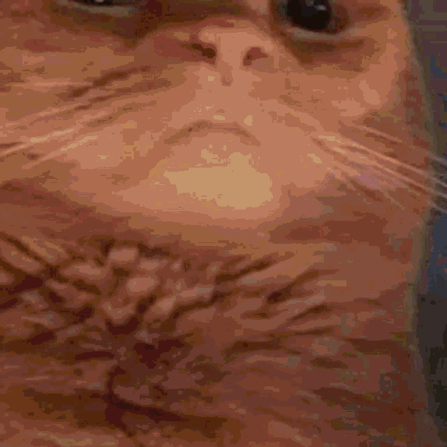 a close up of a cat 's face with its mouth open and a pink stripe on its cheek