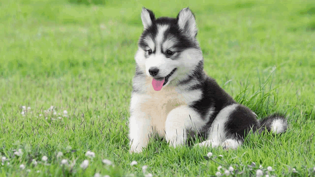 a husky puppy is sitting in the grass with its tongue hanging out