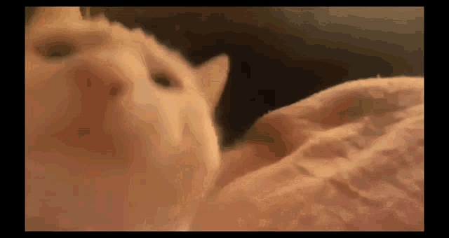 a close up of a white cat laying on a bed looking at the camera .
