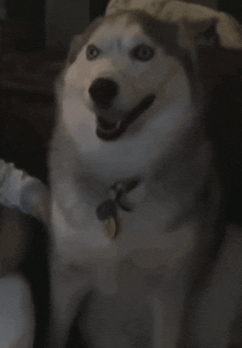 a close up of a husky dog with a tag on its neck
