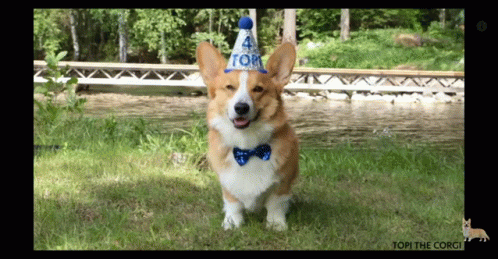 Corgi Birthday GIF - Corgi Birthday Dog GIFs