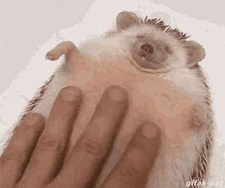 a person is petting a hedgehog on its back with their fingers .