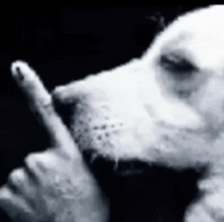 a close up of a dog giving the middle finger .