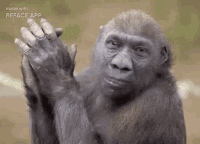 a gorilla is waving at the camera and looking at the camera .