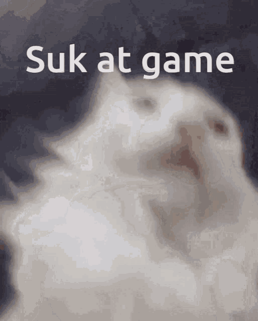 Cat Sukatgame Itsshoutouttime GIF - Cat Sukatgame Itsshoutouttime GIFs