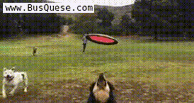a dog catches a frisbee in a field with the website www.busquese.com in the corner
