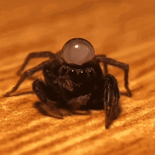 Jumping Spider Cute GIF - Jumping Spider Spider Cute GIFs