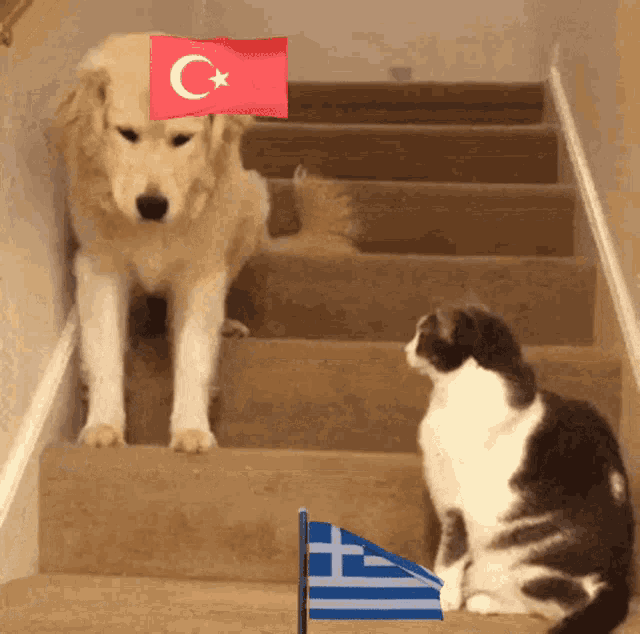 Turkey Greece GIF - Turkey Greece Dog GIFs