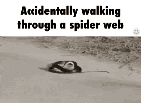 Spider Meme GIF - Spider Meme Snake GIFs