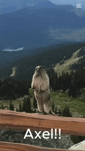 a picture of a groundhog standing on its hind legs with the name axel above it