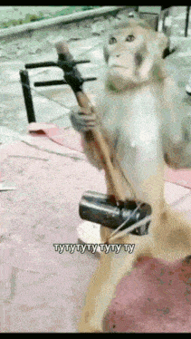 a monkey is playing a guitar with a caption that says ttyttyttytty