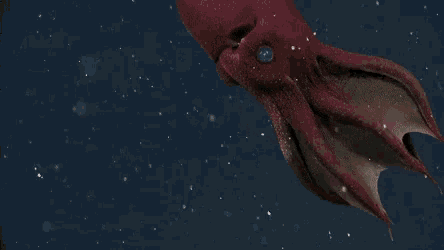 Vampire Squid GIF - Vampire Squid GIFs