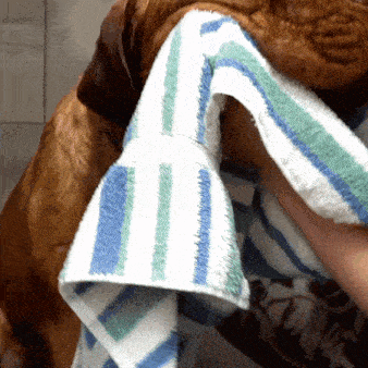 a towel is being used to dry a dog 's fur