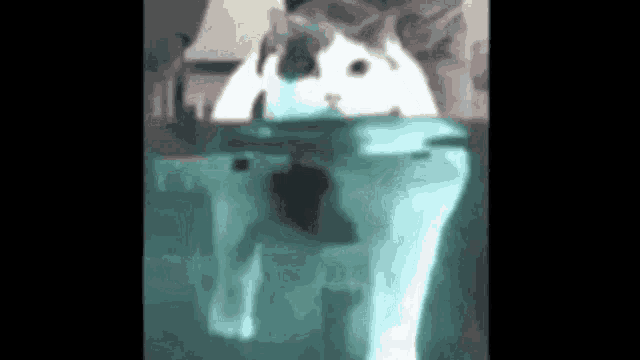 an x-ray of a dog 's leg is shown in a blurry image